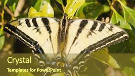  Presentation with western - Colorful presentation enhanced with taxonomy - closeup of a western tiger backdrop and a tawny brown colored foreground