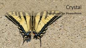  Presentation with western - Audience pleasing presentation theme consisting of taxonomy - closeup of a western tiger backdrop and a coral colored foreground