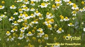  Presentation with white flowers - Amazing PPT theme having tea blossoming in home grown backdrop and a tawny brown colored foreground