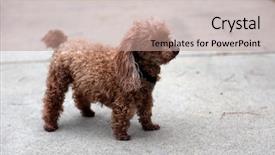  Presentation with tea cup - Presentation design consisting of toy or tea cup 2 lb poodle a two pound poodle stands on a sidewalk outside background and a coral colored foreground