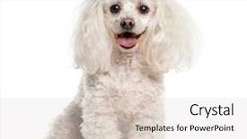  Presentation with tea cup - Colorful presentation enhanced with lupus - tea cup poodle sitting backdrop and a light gray colored foreground