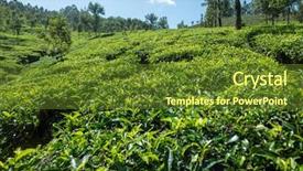  Presentation with tea plantation - Slide deck featuring tea estate at munar kerala background and a tawny brown colored foreground