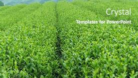  Presentation with farm - Slide deck with tea-farm background and a seafoam green colored foreground