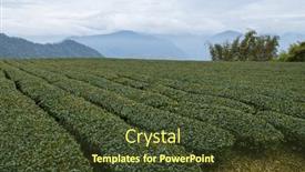  Presentation with tea - Presentation theme featuring tea-field-in-shizhuo-trails background and a tawny brown colored foreground