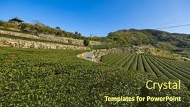  Presentation with taiwan - PPT theme featuring tea-field-in-shizhuo-trails background and a tawny brown colored foreground