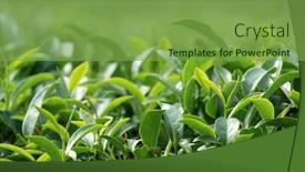  Presentation with tea - 