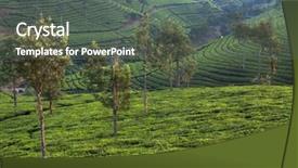  Presentation with tea fields - PPT layouts consisting of tea fields in mumnar kerala background and a  colored foreground