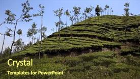  Presentation with tea fields - Theme with tea fields in mumnar kerala background and a tawny brown colored foreground