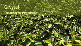  Presentation with tea fields - Colorful PPT layouts enhanced with tea fields in mumnar kerala backdrop and a tawny brown colored foreground