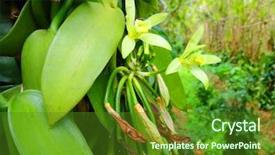  Presentation with tea plantation - Slide deck featuring tea industry - closeup of the vanilla flower background and a tawny brown colored foreground