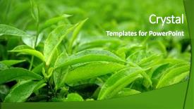  Presentation with tea plant - PPT theme enhanced with tea leaf with dew background and a shamrock green colored foreground