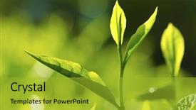  Presentation with sunlight - Slide set having tea leaf with morning golden background and a gold colored foreground