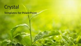  Presentation with sunlight - Presentation theme having tea leaf with morning golden background and a gold colored foreground