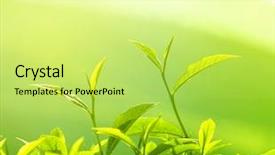  Presentation with tea plant - Beautiful PPT theme featuring two slices of raw honeycomb placed on white background backdrop and a lemonade colored foreground