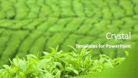  Presentation with tea plantation - PPT theme featuring tea leaf with plantation background and a seafoam green colored foreground