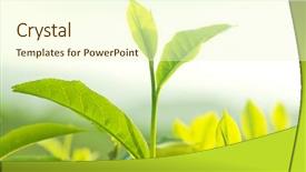  Presentation with tea leaves - Amazing presentation theme having tea leaves close up tea backdrop and a cream colored foreground