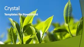  Presentation with tea plant - Presentation having tea leaves close up tea background and a teal colored foreground