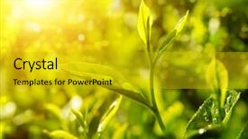  Presentation with tea leaves - Audience pleasing slide set consisting of tea leaves close up with bokeh and sunlight backdrop and a gold colored foreground