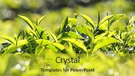  Presentation with tea leaves - Amazing slide deck having tea leaves closeup - munnar kerala backdrop and a yellow colored foreground