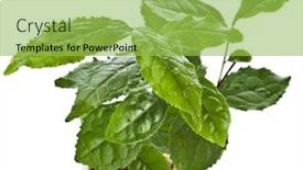  Presentation with tea plant - Colorful presentation enhanced with tea leaves plant in flower pot isolated on a white background backdrop and a yellow colored foreground