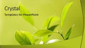  Presentation with tea plant - Beautiful presentation theme featuring tea leaves backdrop and a yellow colored foreground