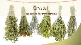  Presentation with tea variety - Audience pleasing PPT theme consisting of tea mountain - variety of dried herbs hanging backdrop and a cream colored foreground