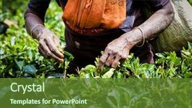  Presentation with tea plant - Colorful PPT theme enhanced with tea picker woman's hands backdrop and a tawny brown colored foreground