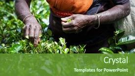  Presentation with tea - PPT theme with tea picker woman's hands background and a tawny brown colored foreground