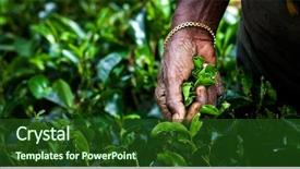  Presentation with tea plant - Colorful slide set enhanced with tea picker woman's hands backdrop and a forest green colored foreground