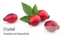  Presentation with tea plant - Cool new PPT layouts with tea plant - dog rose in closeup backdrop and a white colored foreground