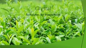  Presentation with tea plant - 