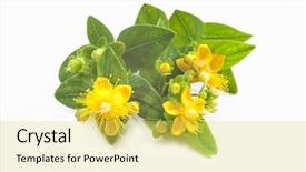  Presentation with lime green and white flower - Amazing presentation having tea plant s - common st johns wort flower backdrop and a yellow colored foreground