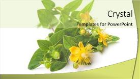  Presentation with white flower frame - Presentation enhanced with tea plant s - common st johns wort flower background and a soft green colored foreground