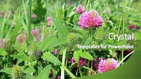  Presentation with dutch bank - PPT theme featuring tea plant s - dutch clover on meadow background and a  colored foreground