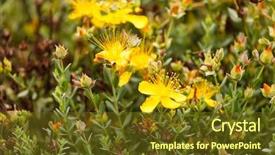  Presentation with tea plant - Colorful slide set enhanced with tea plant s - st johns wort backdrop and a  colored foreground