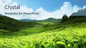  Presentation with tea plantation - Presentation theme enhanced with tea plantation cameron highlands malaysia background and a light blue colored foreground