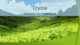  Presentation with tea plantation - PPT layouts enhanced with tea plantation cameron highlands malaysia background and a light blue colored foreground