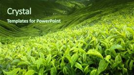  Presentation with tea plantation - Slides having tea plantation cameron highlands malaysia background and a tawny brown colored foreground