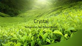  Presentation with tea plantation - Colorful PPT layouts enhanced with tea plantation cameron highlands malaysia backdrop and a yellow colored foreground