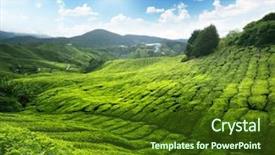  Presentation with tea plant - Amazing PPT theme having tea plantation cameron highlands malaysia backdrop and a tawny brown colored foreground