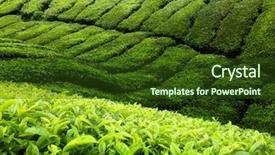  Presentation with tea plantation - Amazing PPT layouts having tea plantation cameron highlands malaysia backdrop and a  colored foreground
