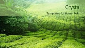  Presentation with tea plantation - PPT theme enhanced with tea plantation cameron highlands malaysia background and a  colored foreground