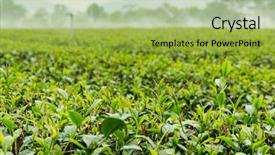  Presentation with tea plantation - Amazing theme having tea plantation gaden in taiwan backdrop and a yellow colored foreground