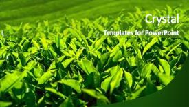  Presentation with tea plantation - Beautiful PPT theme featuring tea plantation in cameron highlands malaysia backdrop and a tawny brown colored foreground