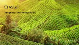  Presentation with tea plantation - Slide deck featuring tea plantation in cameron highlands background and a gold colored foreground