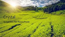  Presentation with tea plantation - Amazing presentation theme having tea plantation in cameron highlands backdrop and a gold colored foreground