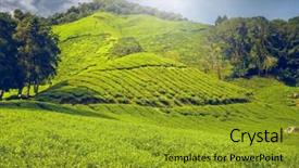  Presentation with tea plantation - PPT theme with tea plantation in cameron highlands background and a  colored foreground