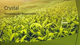  Presentation with tea plantation - Presentation design featuring tea plantation in cameron highlands background and a yellow colored foreground