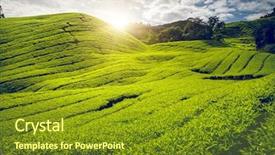  Presentation with tea plantation - Presentation design with tea plantation in cameron highlands background and a tawny brown colored foreground