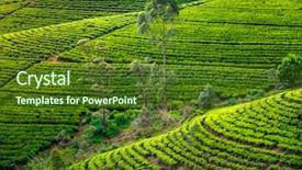 Presentation with sri lanka - PPT theme enhanced with tea plantation in sri lanka background and a tawny brown colored foreground